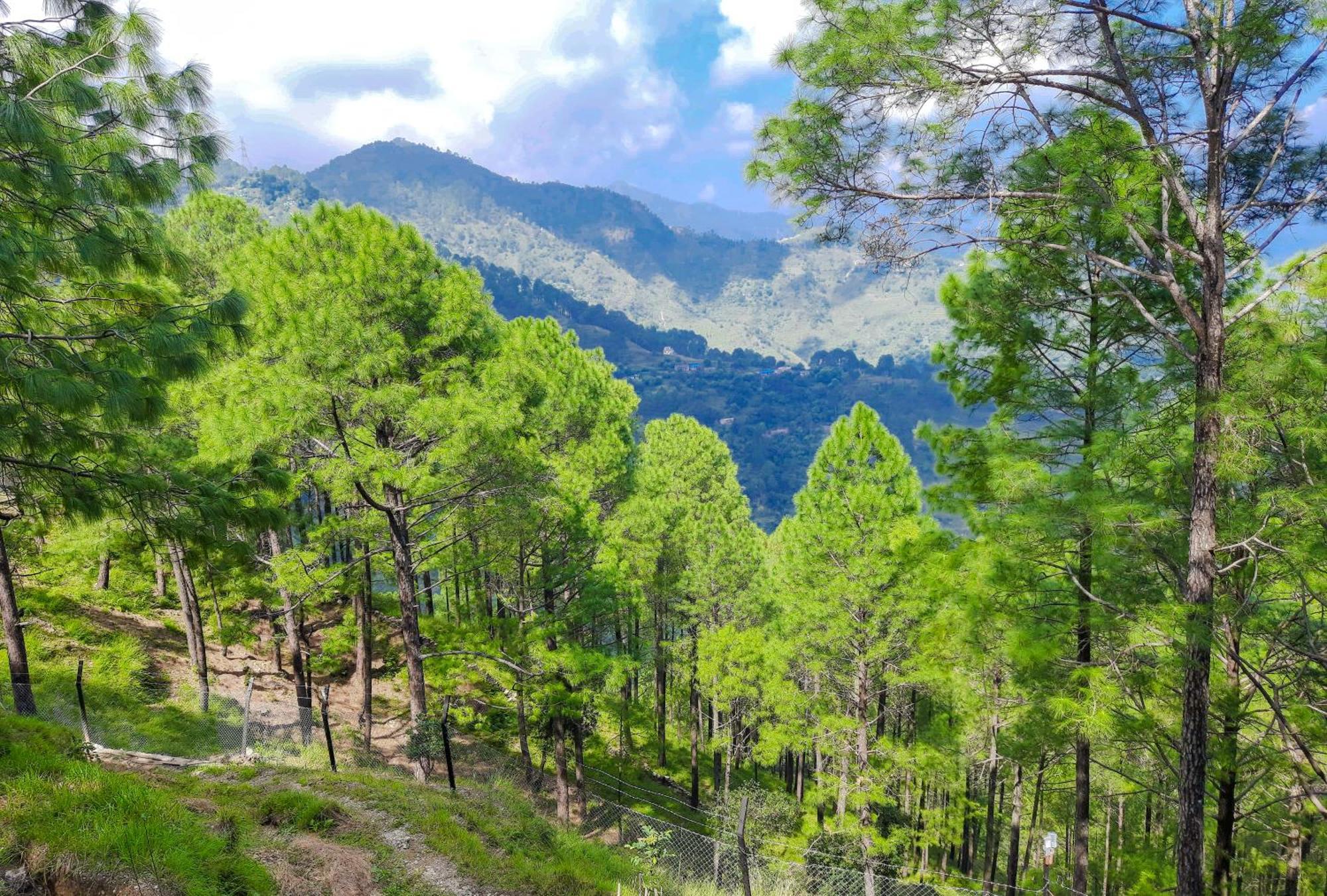 فندق The Woods Retreat لانسداون المظهر الخارجي الصورة
